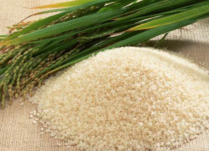 什么样的大米不能吃？如何挑选优质的大米