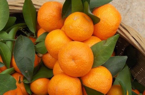什么样的砂糖橘最甜？砂糖橘的挑选技巧