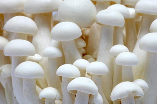 怎么分辨有毒蘑菇？教你挑蘑菇的技巧