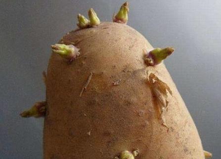 土豆长芽后真的有毒 谨防土豆变青发芽后龙葵素中毒