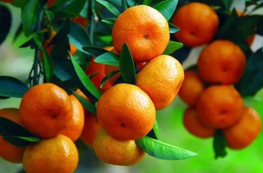 橘子吃多变“小黄人 关于食物“重口味”知识