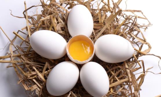 土鸡蛋未必就更有营养 关于土鸡蛋你该知道的知识