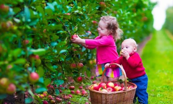 吃苹果对身体健康带来的好处 苹果煮着吃也有养生功效