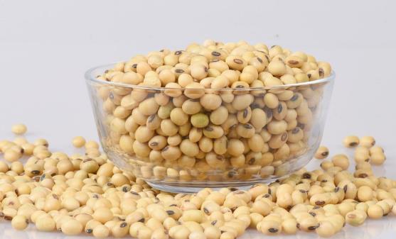 常吃黄豆预防老年痴呆症 食用黄豆的注意事项
