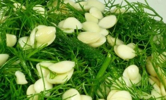 茴香菜的功效与作用 茴香菜的食用禁忌